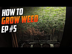 Seed to Harvest Guide to Growing Weed For Beginners, #Spiderfarmer SF-2000 Grow Kit And 4 Clones