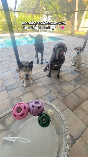morning enrichment with their Pupsicle toys 🐶🩷 #asmr #dogs #dogasmr #dogslicking #dogenrichment | Raw Dog Mom