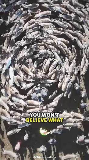 WHY Reindeer Create a Cyclone | The Wildest Arctic Defence #animalfacts