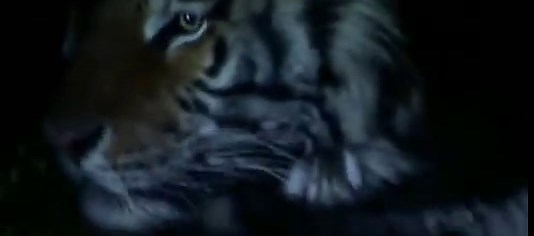 Zoo-Tiger Escape National Geographic_09