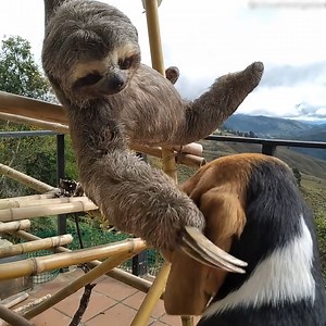 39K views · 442 reactions | Sloth loves to cuddle his dog friend!❤️ | MetDaan Corner | Facebook
