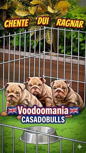 Ragnar,Dui y Chente #bulldog #bulldogs
