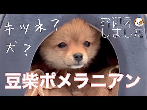 ポメ柴お迎えしました！【豆柴×ポメラニアン】