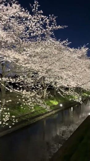 おとけしき 放浪記 三重県 なばなの里 夜桜 行ってみた 旅行 観光地