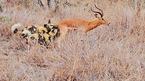 1.5M views · 10K reactions | This impala showed incredible determination when it was caught by a pack of wild dogs. Despite the odds, it tried to escape even as the dogs began eating it. | Wild Tings | Facebook