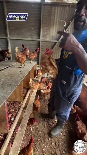 #jamaicatiktok🇯🇲 #lifestockfarm #2024 #viral #Quality #nutramix #farming #jamaicanboillerchicken #jamaicafarm