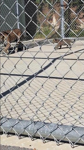Baby Jaguar in Baton Rouge