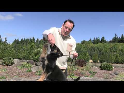 Conditioning Level-1 obedience at 7 weeks! Kraftwork K9 Pro German Shepherds