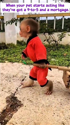 Animals With Jobs They Didn’t Ask For 🐾💼 | Clocked In & Over It #zoologist #animalfriends #animals