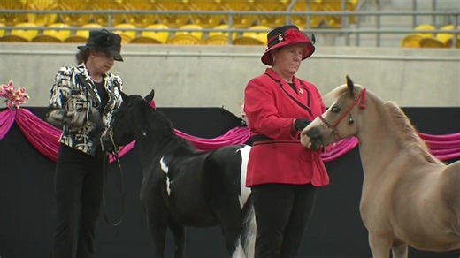 The tiniest of tots of the equine world have trotted into the AELEC for the Miniature Horse National Championship show. Horses and competitors are lining up to be crowned the best in Australia. #7NewsNewEngland #7NewsRegional | 7NEWS New England