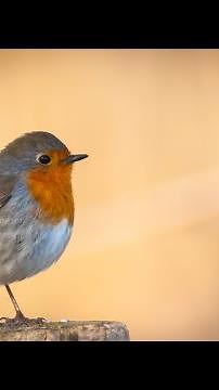 EP9 Robin (Red Breast) - Bird Song