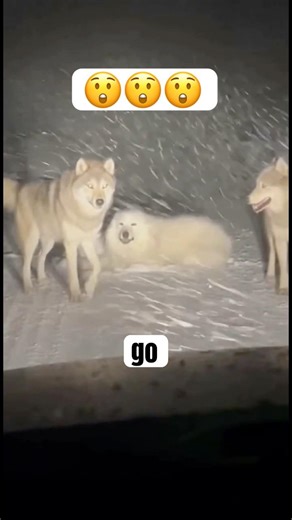 Dash Cam Captures Pack of Wolves Blocking the Road 😳#shorts