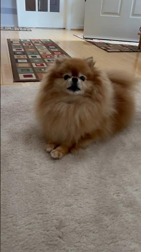 Cutest Language of Poms: Understanding Their Barks