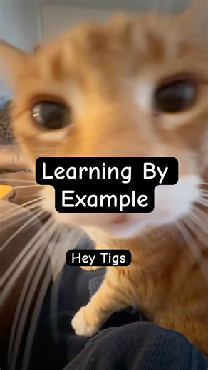 Tigger’s Market Advice