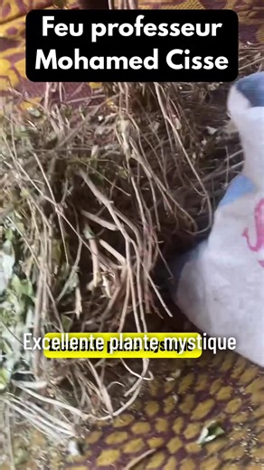 Excellente plante du pays des dafi #plantesmedicinales #malitiktok🇲🇱 #cotedivoire🇨🇮 #burkinatiktok🇧🇫🇧🇫🇧🇫❤️ #congo