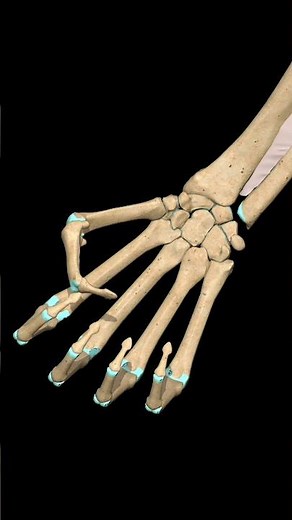 MCP & IP Joints: Flexion–Extension Movement | 3D Anatomy