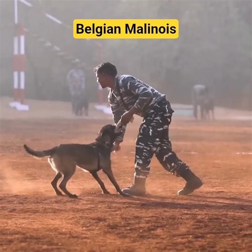 Pastor belga malinois: la raza de perro militar y policial por excelencia #shorts #youtube
