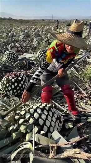 Harvesting Agave: A Dance of Tradition and Precision