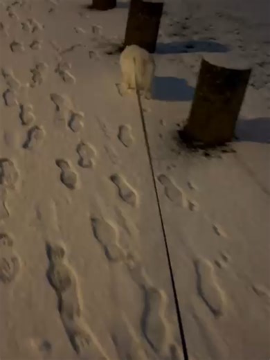 Die Liebe zu kleinen Hunden: Ein Herz für Hunde