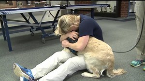 Service vs. support: the difference between Emotional Support Animals and Service Animals