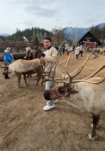 Feeding Reindeer Fun in Leavenworth