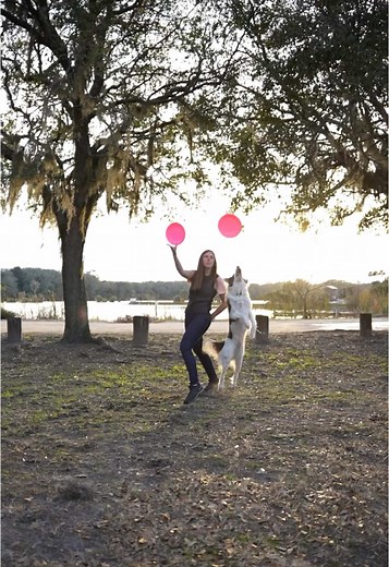 Captivating Slow Motion Frisbee Tricks by a Border Collie