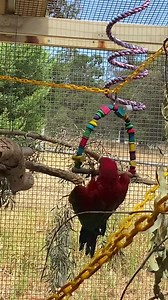 35K views · 5.9K reactions | Greenwing macaw baby …so clever, she worked out how to get over to the swing…but couldn’t quite work out how to sit ON the swing…so worked out to get back off the swing… 邏 | Alymara Macaws - Our Macaw Heaven | Facebook