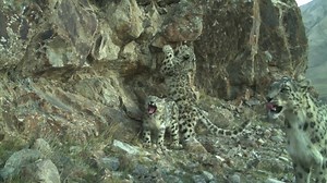 7.2K views · 678 reactions | Are you passionate about wildlife and big cats? To build support for snow leopard conservation, we’re hosting a virtual event reaching across the globe and we invite you to be a part of it! Over the course of 24 hours, we’ll provide compelling content devoted to all things snow leopard.  Get your tickets at tickets.snowleopard.org | Snow Leopard Trust | Facebook