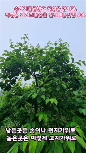 6월 요즘 감나무(강화장준)관리..........강화도전원생활,#강화도주말농장