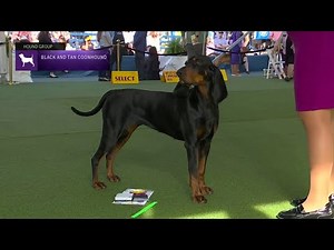 Black and Tan Coonhounds | Breed Judging 2023