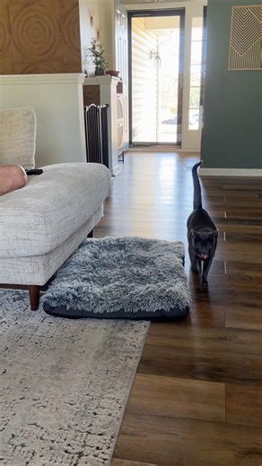 Ok it’s a work in progress 😂 #fetch #nova #greycats #cats