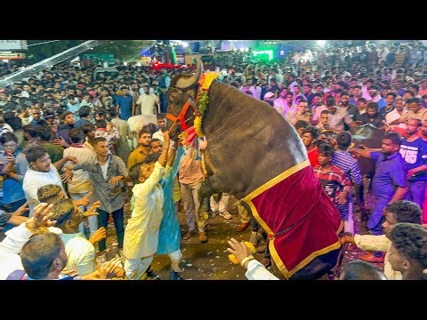 Telangana Yadav’s Sadar Festival at Narayanaguda 2023 | Sadar Sayyatta In Hyderabad #sadar2023