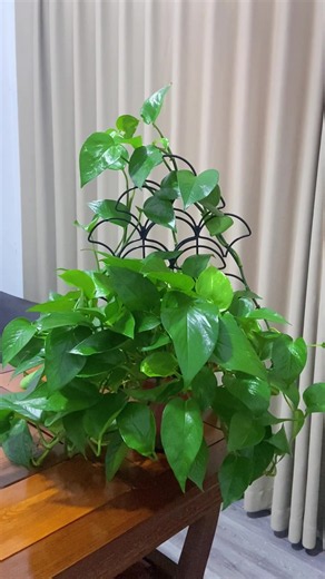 つる植物がもっと映える。 絡ませるだけでナチュラル空間完成🌿 #つる植物 #アイビー #観葉植物 #植物サポート #園芸用品