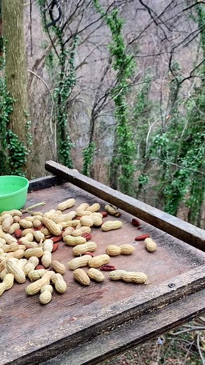 Crow Bringing Gifts: A Fascinating Encounter Captured on Camera