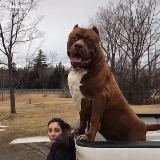 Hulk Pitbull Encounter Gone Wrong 😂
