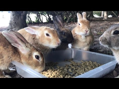 縄張りが違うとこうなります…