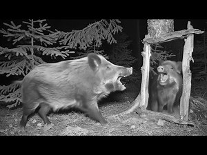 Yukon Trail Camera: Wild Boar and a Giant Grizzly at a Mirror in the Forest