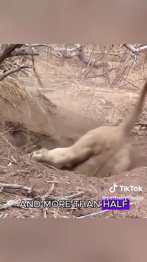 Mysterious Creature Lures a Lion in Wildlife Encounter