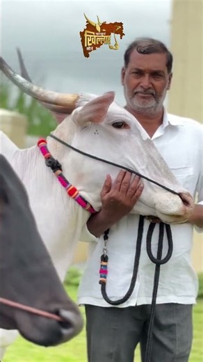 खिल्लार बैल | Khillar Bull Maharashtra पाहताच प्रेमात पडाल असा खिल्लार #karnataka