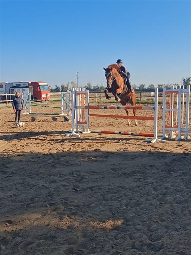 Is Equestrianism a Sport?