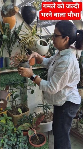 How to devolved garden #garden #gardening #houseplants #shorts #gardeningideas #gardeningtips #how