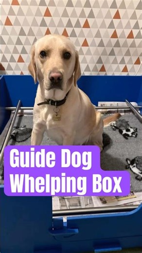Guide Dog Mum preparing for a litter | Whelping box set up