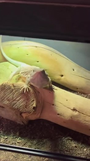 Bearded Dragon goes full *SAIL* on @tatum._.may One of the funniest videos we've caught all year! 2023 🥳🐲 #beardeddragonsoftiktok #beardeddragonlove #beardeddragons #beardeddragonmorphs #beardeddragon #dragons #Dragon #lizards #lizard #reptiles #reptile #reptilesoftiktok