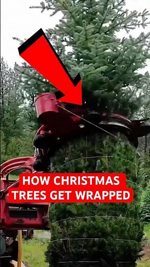 How Christmas trees get wrapped! 🎄