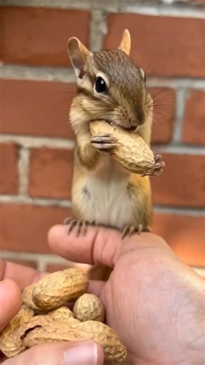 Chipmunk N Long peanut! #funnyshorts #viral #shorts #ai