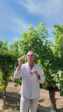 How Do Winemakers Know When the Grapes Are Ready to Pick?