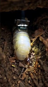 We Put a Camera on a Giant Larva… What It Recorded 😳