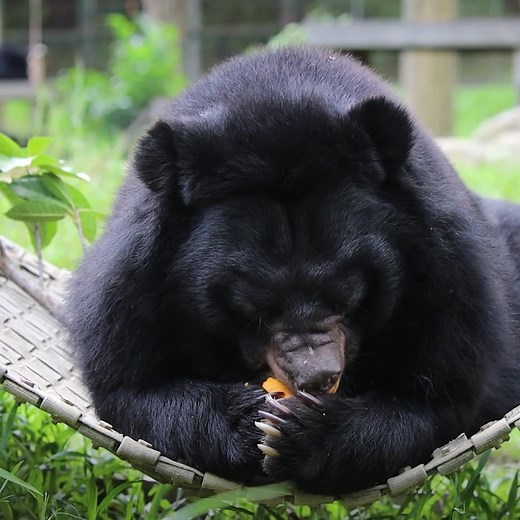 178K views · 6.7K reactions | Ethologist and conservationist and...