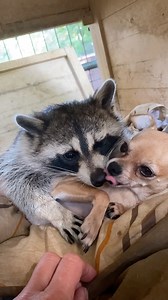 Have you ever seen a raccoon and dog be best friends? | Fluffy Animals