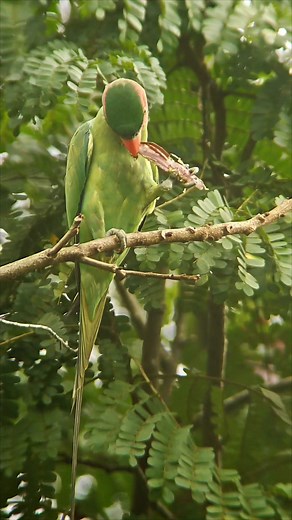 5.1K views · 108 reactions | Long-tailed Parakeet 长尾鹦鹉 双溪部落 15Nov2025 | Qinglai Su | Facebook